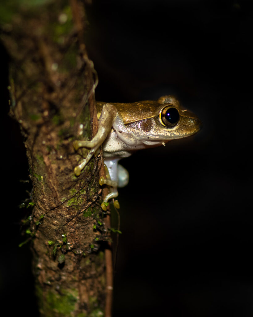 Tree Frog in Masoala National Park, Madagascar