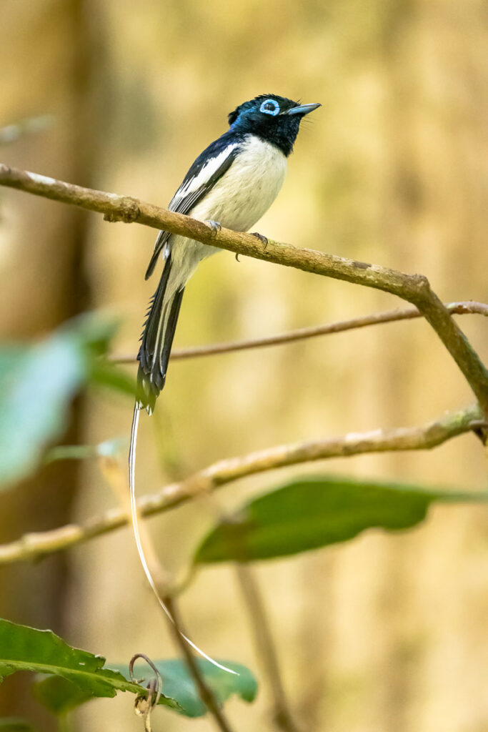 Madagascar Paradise Flycatcher Male in Masoala National Park, Madagascar