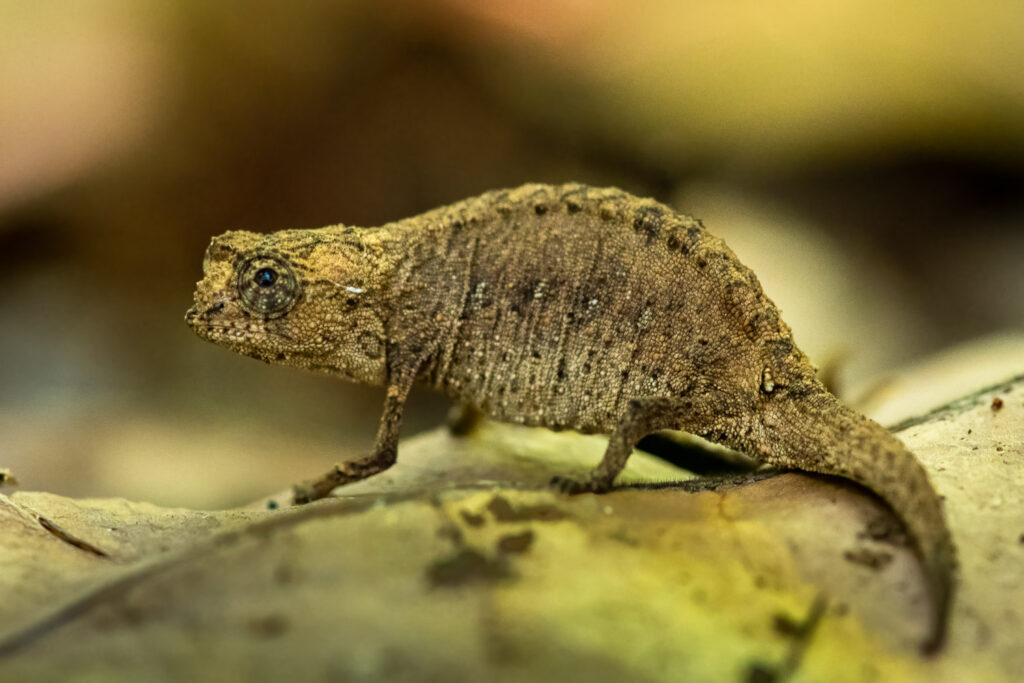 Antongil Leaf Chameleon on the island of Nosy Mangabe in Antongil Bay, Madagascar