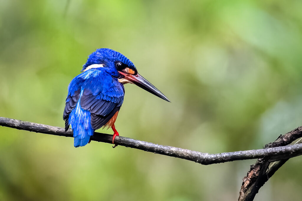 Blue-eared Kingfisher, Borneo