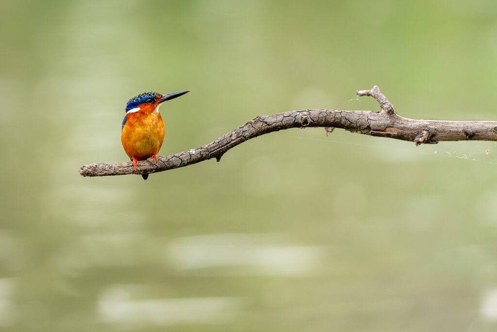 Malagasy Kingfisher in Tsarasaotra Park. Antananarivo, Madagascar