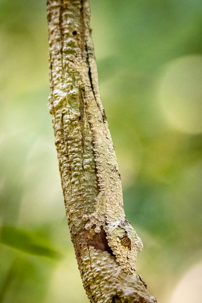 Leaf-tailed Gecko, Masoala National Park, Madagascar