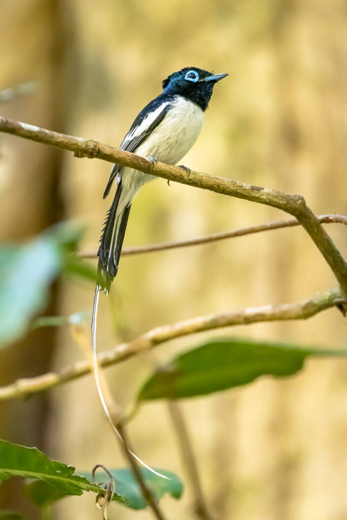 Madagascar Paradise Flycatcher Male in Masoala National Park, Madagascar