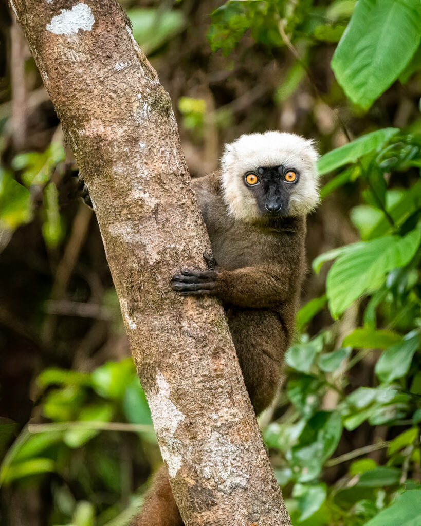 White-headed Brown Lemur in Masoala National Park, Madagascar