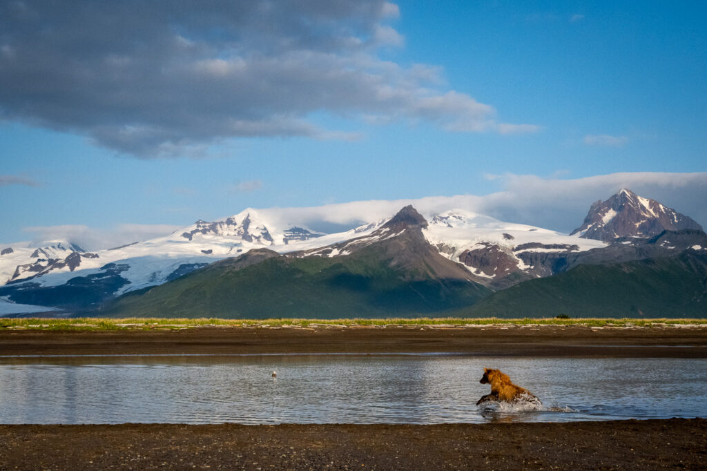 Brown Bear Fishing in Hallo Bay, Katmai National Park, Alaska