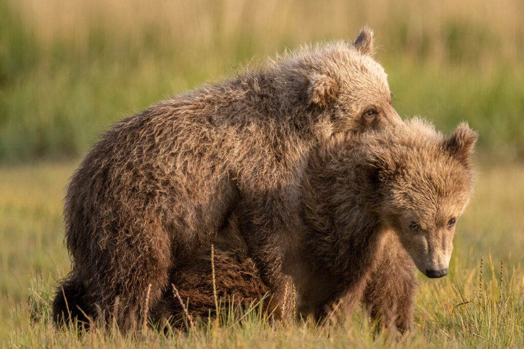 Brown Bear Cubs in Hallo Bay, Katmai National Park, Alaska