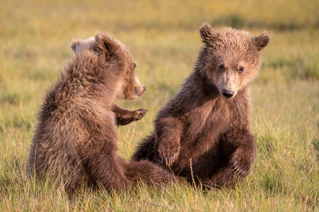 Brown Bear Cubs in Hallo Bay, Katmai National Park, Alaska