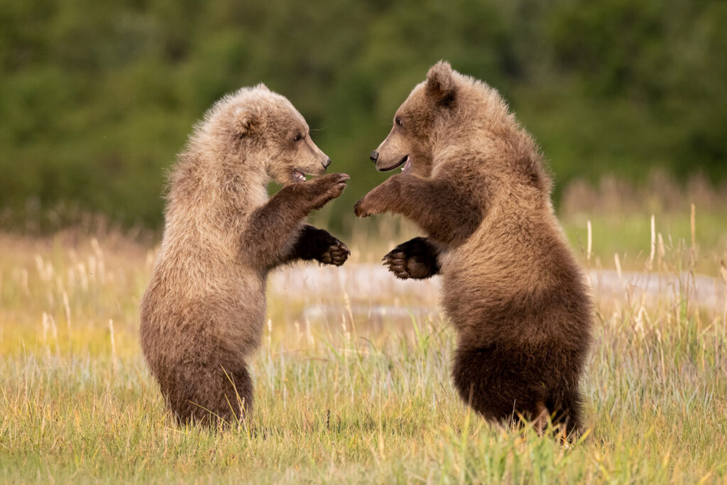 Brown Bear Cubs in Hallo Bay, Katmai National Park, Alaska