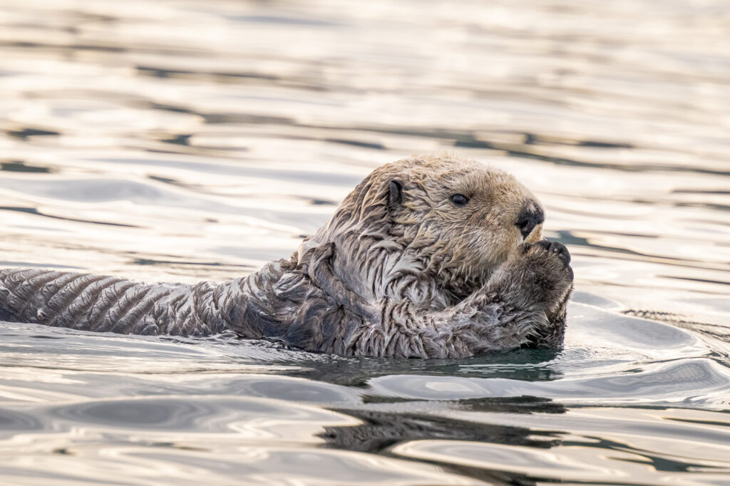 Northern Sea Otter in Kukak Bay, Katmai National Park, Alaska