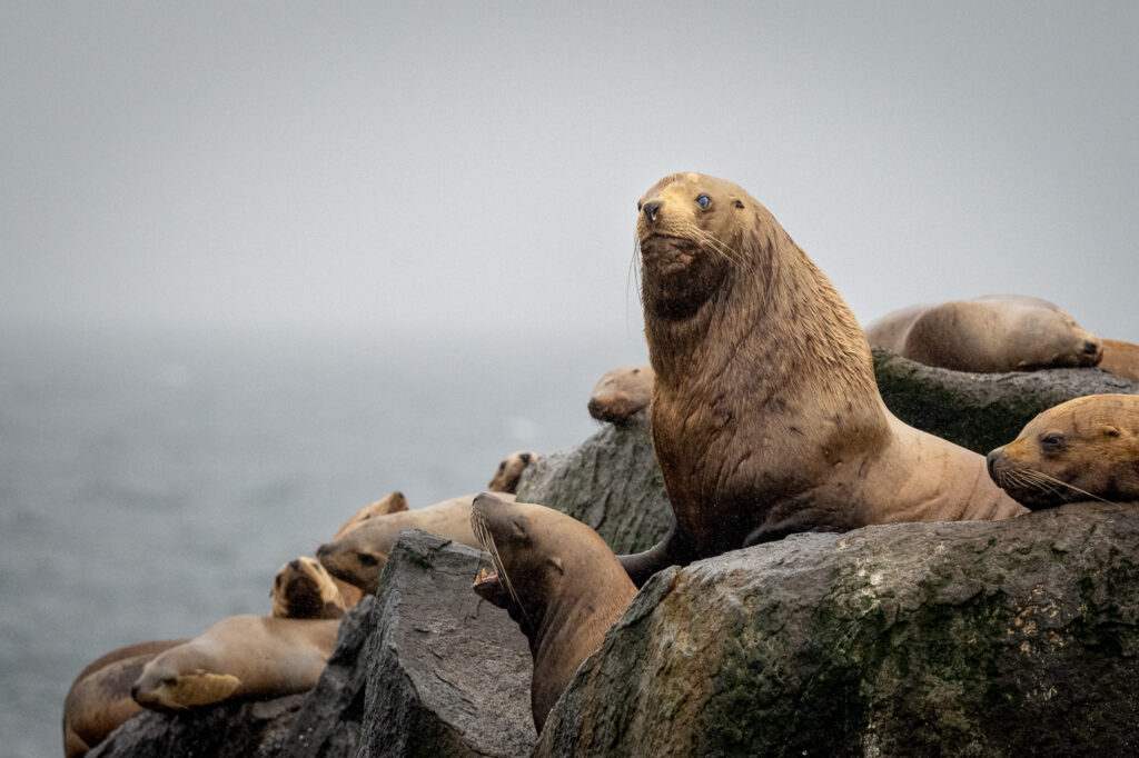 Steller Sea Lion in Katmai National Park, Alaska