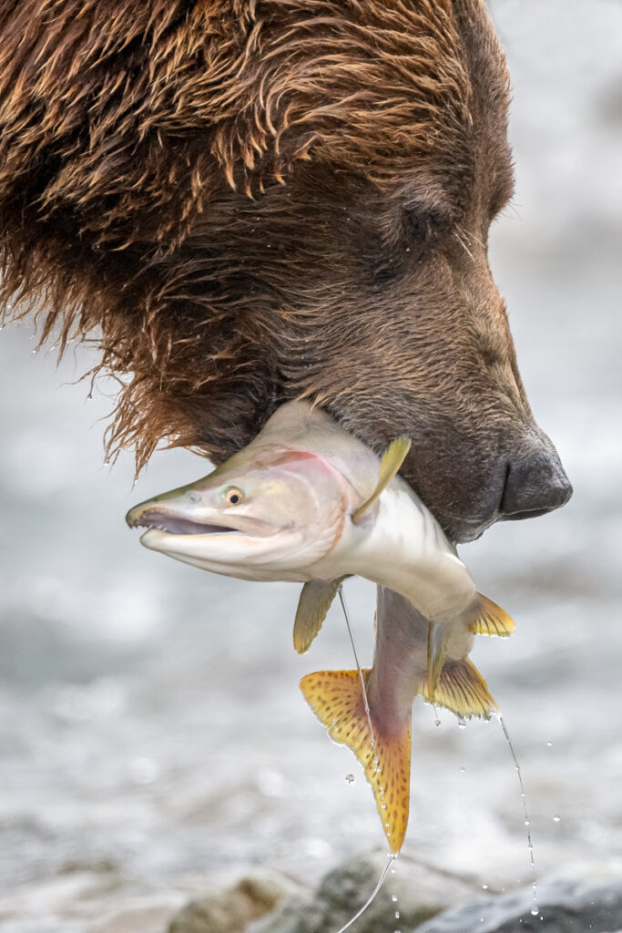 Brown Bear with Salmon in Hallo Bay, Katmai National Park, Alaska