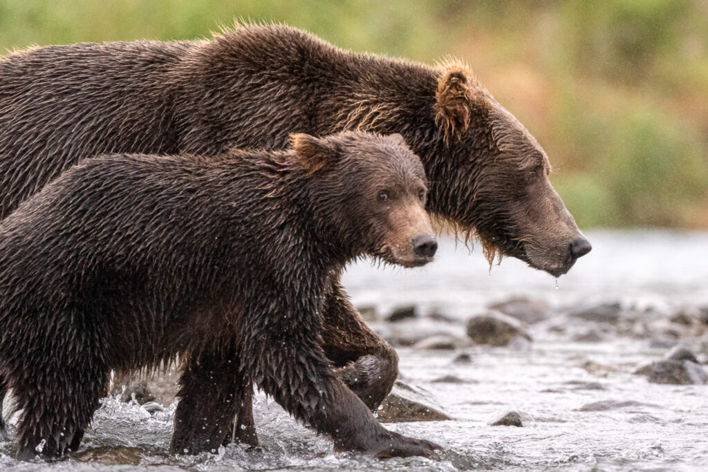Brown Bear with Cub in Geographic Harbor, Katmai National Park, Alaska
