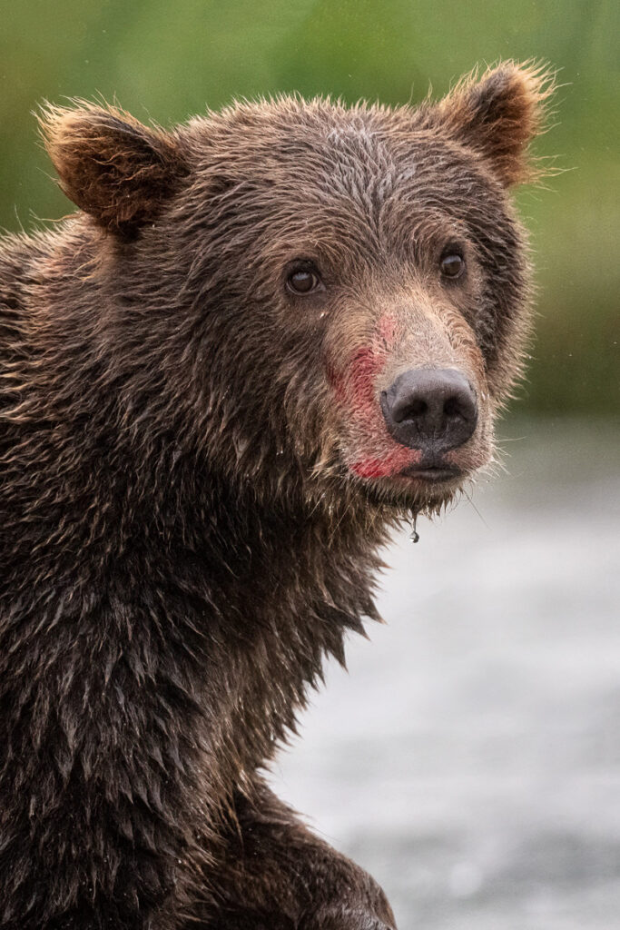 Brown Bear Cub in Geographic Harbor, Katmai National Park, Alaska