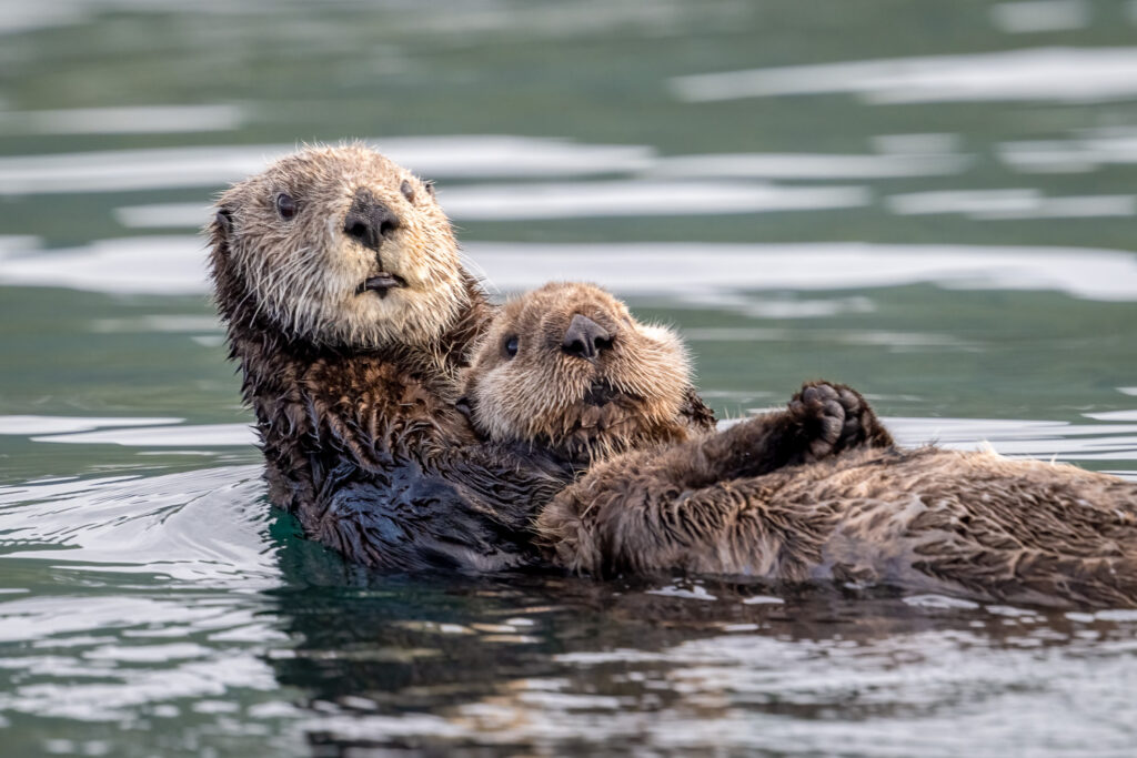 Northern Sea Otter and Pup in Kukak Bay, Katmai National Park, Alaska