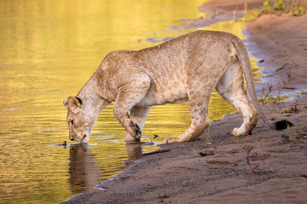 Young Lion in Zimanga Private Game Reserve, Mkuze, South Africa