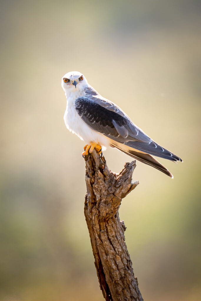 Black-shouldered Kite in Zimanga Private Game Reserve, Mkuze, South Africa