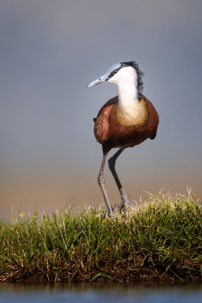 African Jacana in Zimanga Private Game Reserve, Mkuze, South Africa