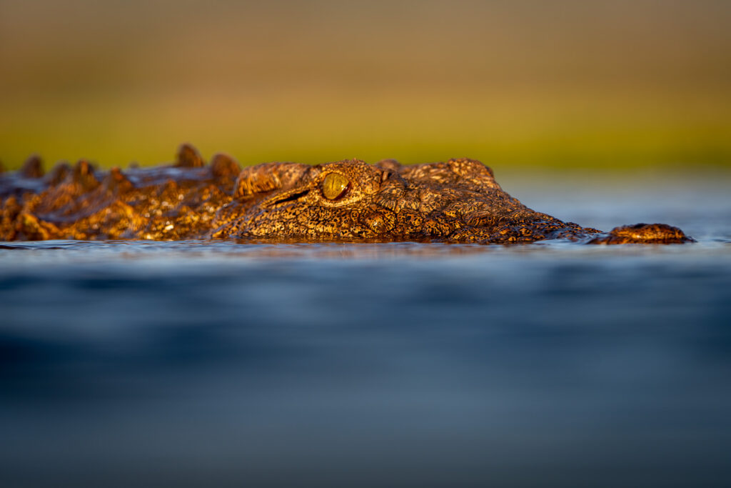 Nile Crocodile in Zimanga Private Game Reserve, Mkuze, South Africa