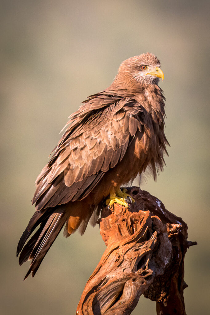 Yellow-billed Kite in Zimanga Private Game Reserve, Mkuze, South Africa