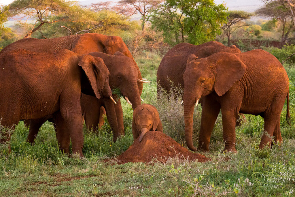 African Elephants in Zimanga Private Game Reserve, Mkuze, South Africa