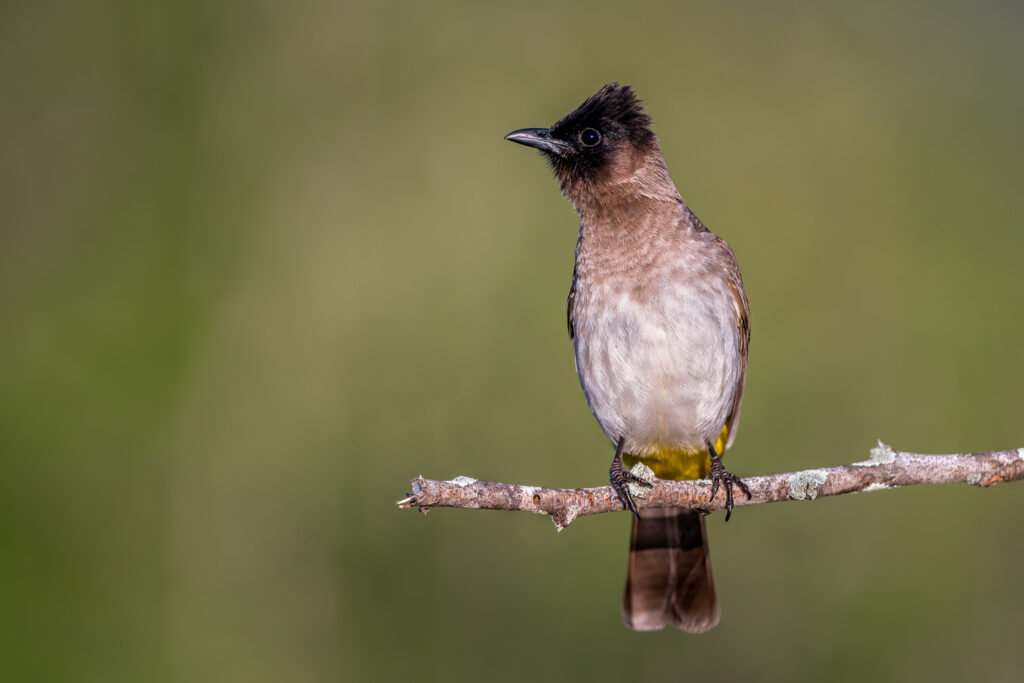Dark-capped Bulbul in Zimanga Private Game Reserve, Mkuze, South Africa