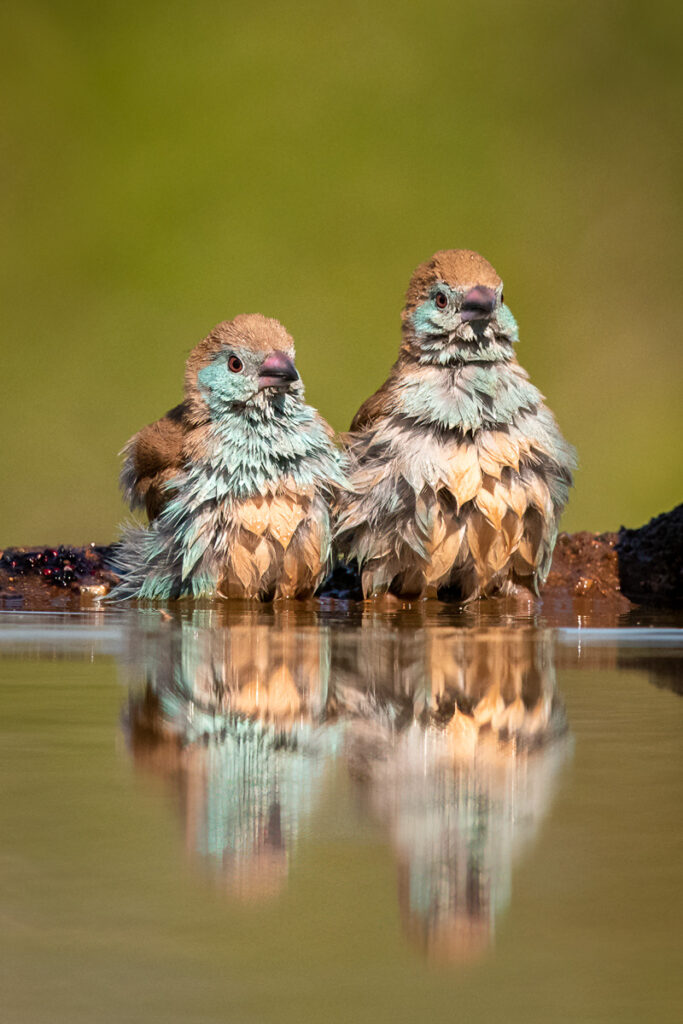 Blue Waxbills in Zimanga Private Game Reserve, Mkuze, South Africa