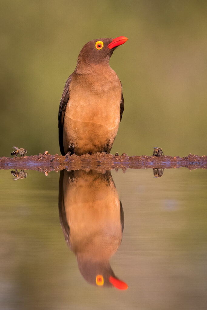 Red-billed Oxpecker in Zimanga Private Game Reserve, Mkuze, South Africa