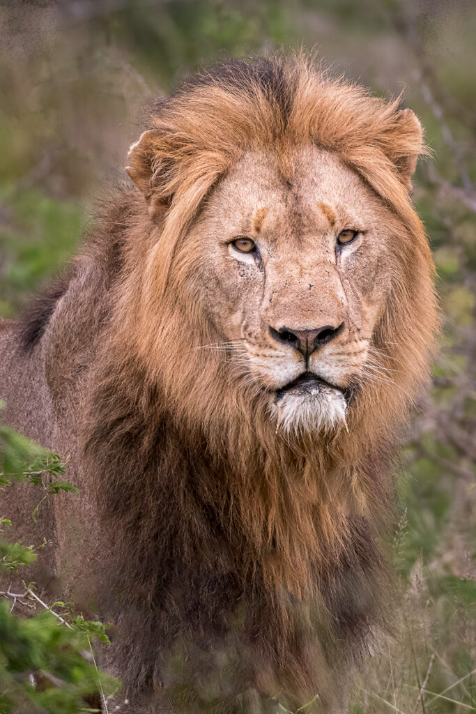 Male Lion in Zimanga Private Game Reserve, Mkuze, South Africa