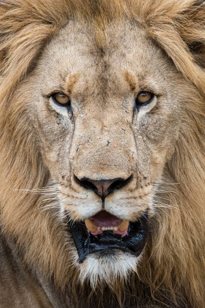 Male Lion in Zimanga Private Game Reserve, Mkuze, South Africa