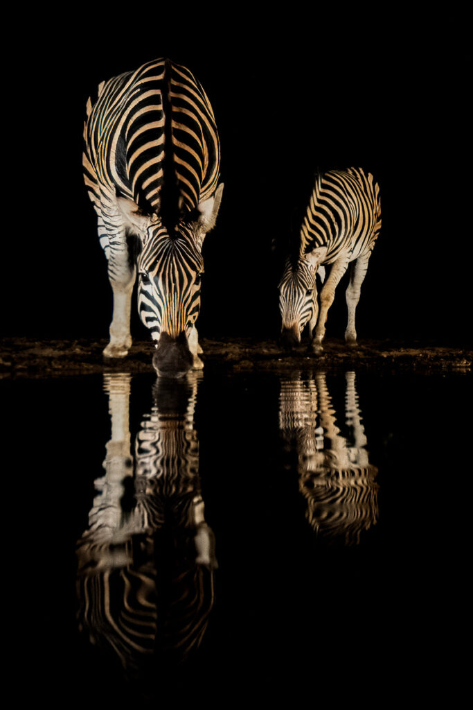 Zebras in Zimanga Private Game Reserve, Mkuze, South Africa