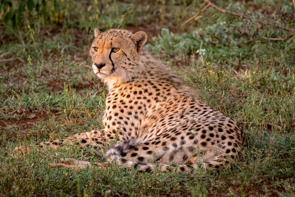 Cheetah in Zimanga Private Game Reserve, Mkuze, South Africa