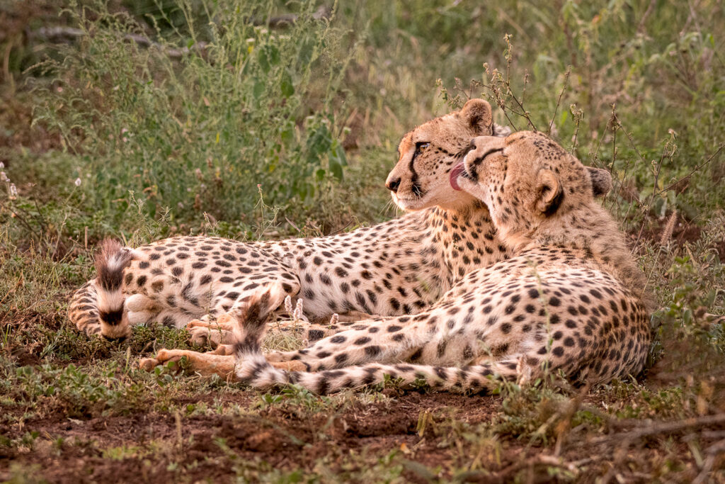 Cheetah Brothers in Zimanga Private Game Reserve, Mkuze, South Africa
