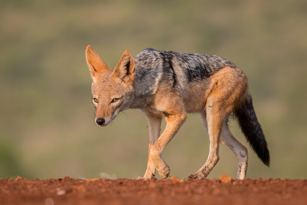 Black-backed Jackal in Zimanga Private Game Reserve, Mkuze, South Africa