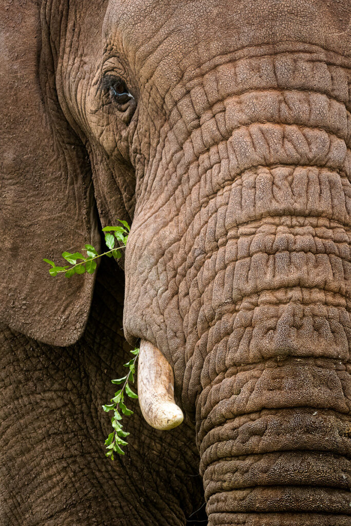 African Elephant in Zimanga Private Game Reserve, Mkuze, South Africa