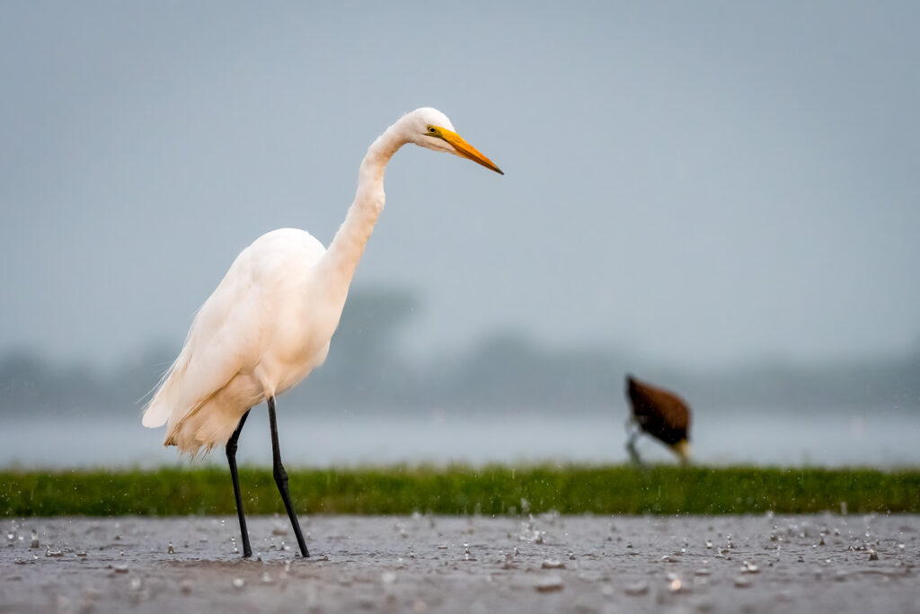 Great Egret in Zimanga Private Game Reserve, Mkuze, South Africa