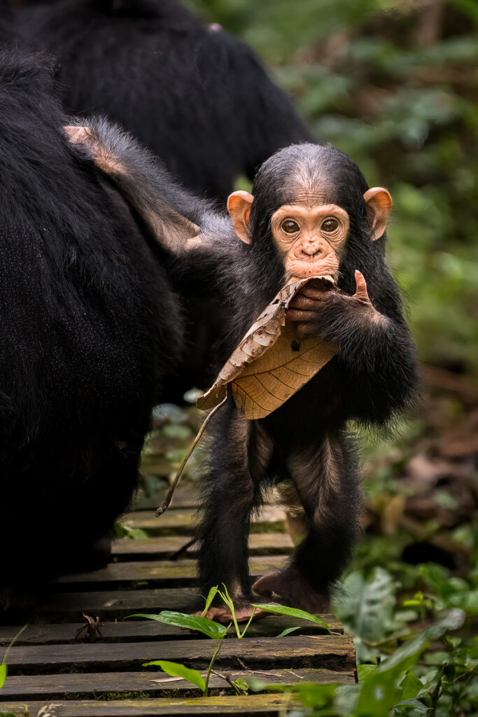 Chimpanzee in Kibale National Park, Uganda