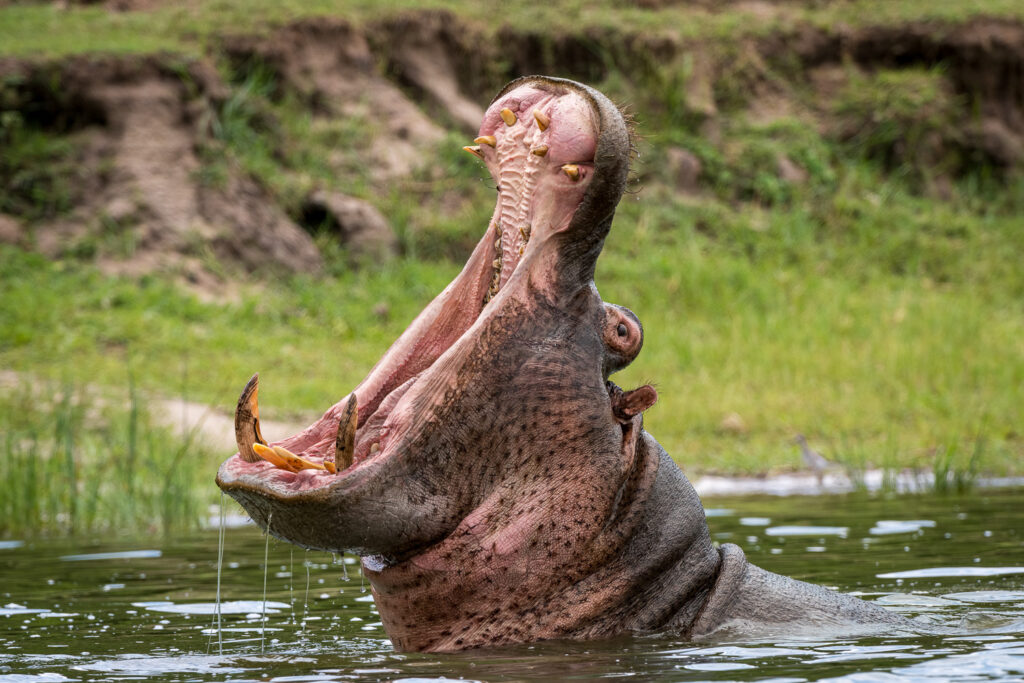 Hippopotamus in Kazinga Channel, Queen Elizabeth National Park, Uganda