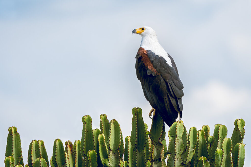 African Fish Eagle Along the Kazinga Channel, Queen Elizabeth National Park, Uganda