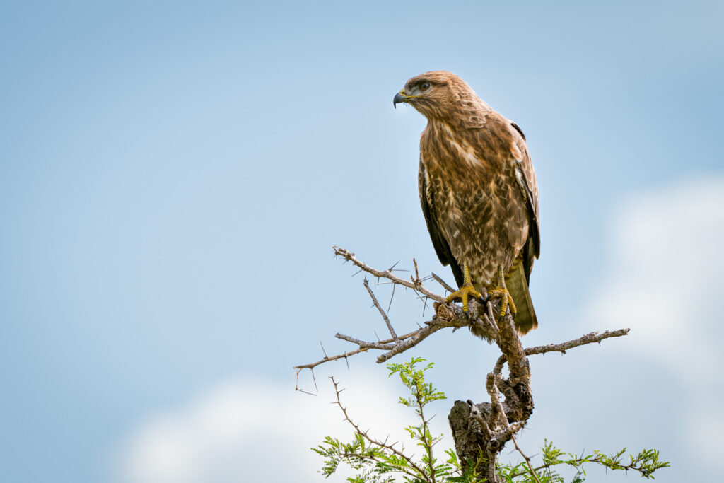 Common Buzzard in Queen Elizabeth National Park, Uganda