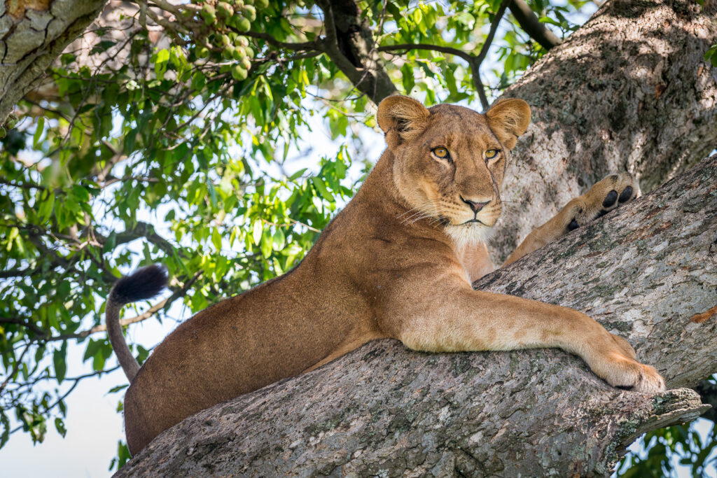 Tree Climbing Lion, Queen Elizabeth National Park, Uganda