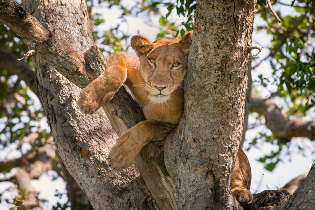 Tree Climbing Lion, Queen Elizabeth National Park, Uganda