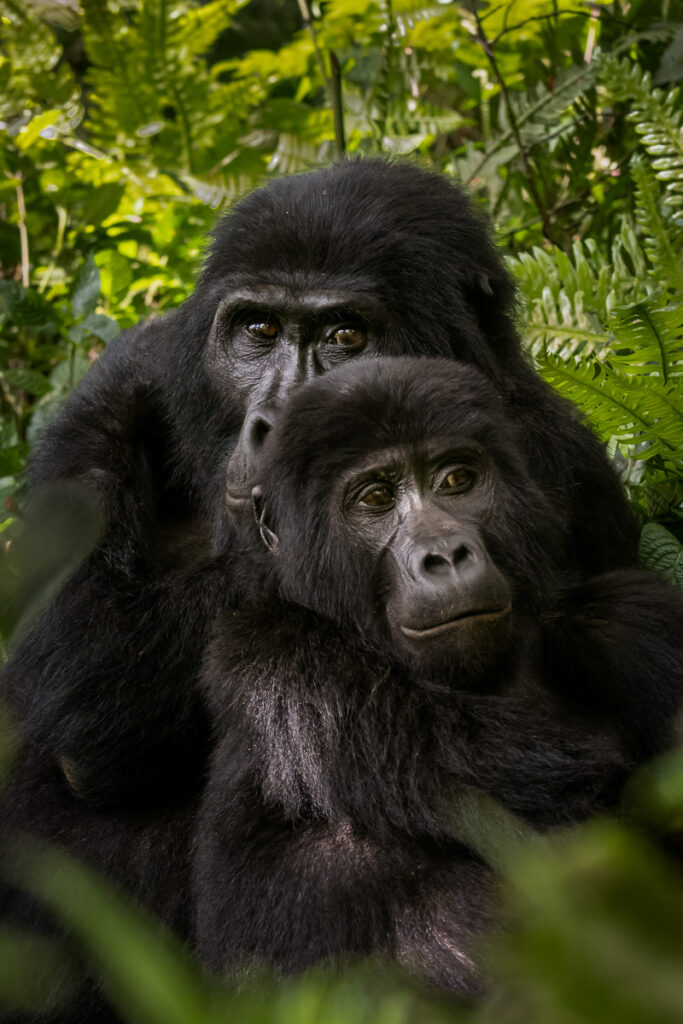 Mountain Gorilla in Bwindi Impenetrable National Park, Uganda