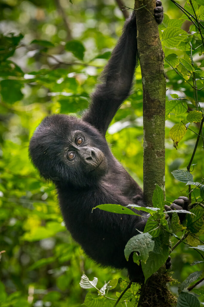 Mountain Gorilla in Bwindi Impenetrable National Park, Uganda