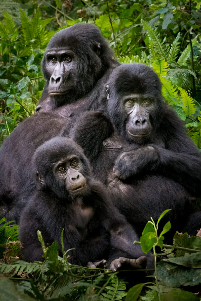 Mountain Gorillas in Bwindi Impenetrable National Park