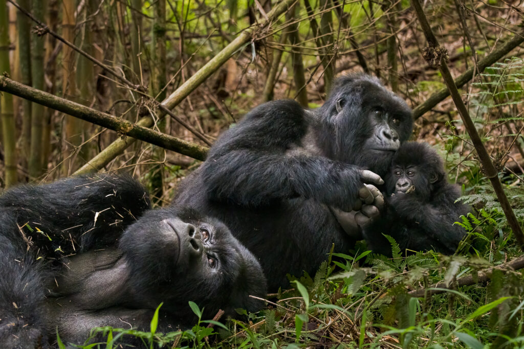 Mountain Gorillas in Mgahinga National Park, Uganda