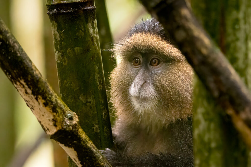 Golden Monkey in Mgahinga National Parks, Uganda