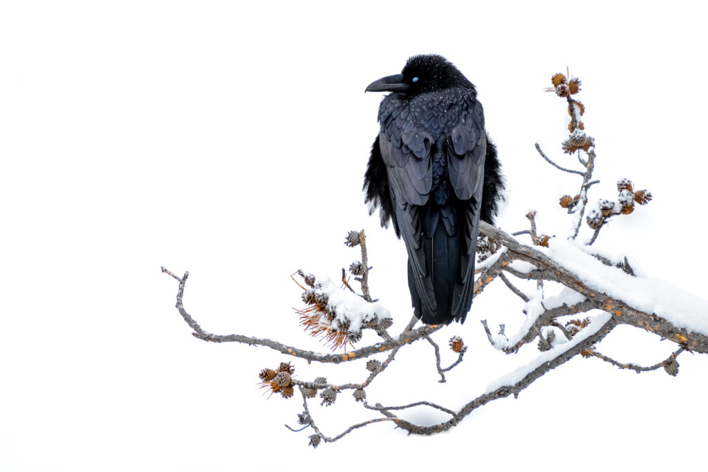 Raven in Yellowstone National Park