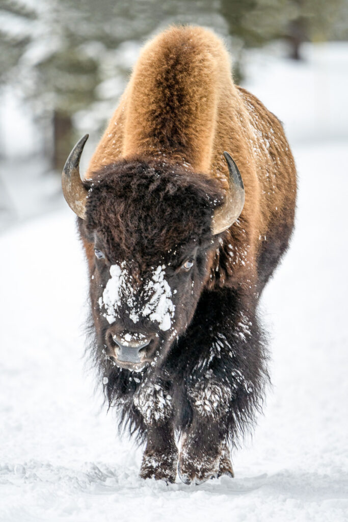 Bison in Yellowstone National Park