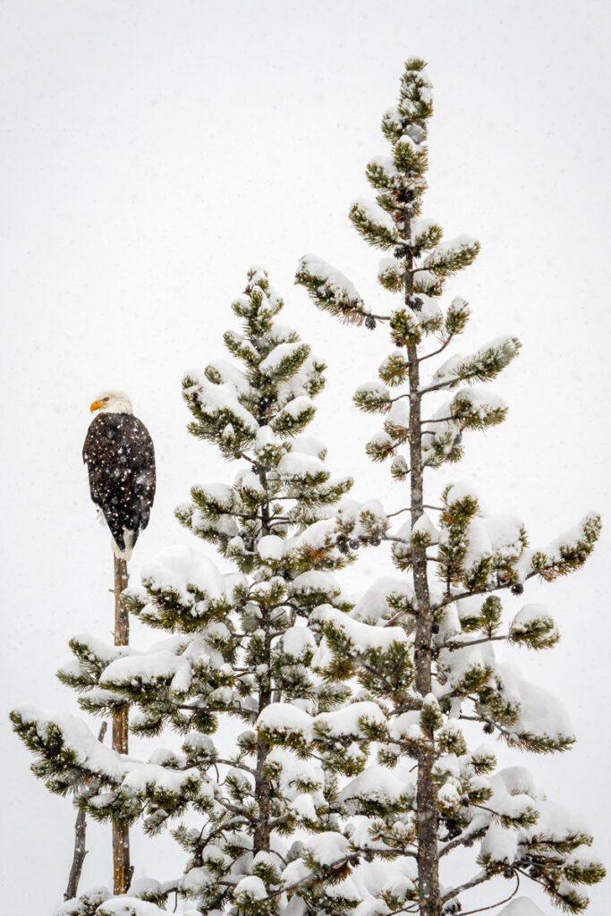 Bald Eagle and Pine Trees in Yellowstone National Park