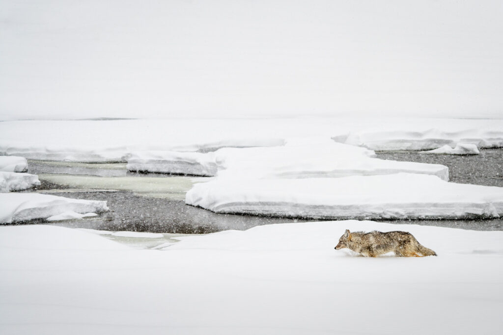 Coyote in Hayden Valley, Yellowstone National Park, Wyoming